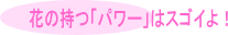 花のパワーは凄い！！