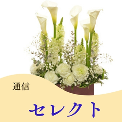 セレクトコース