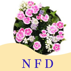 NFD